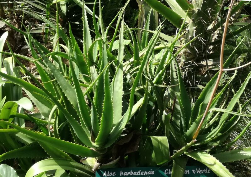 File:Aloe babatiensis - Arusha Gardens 1.jpg
