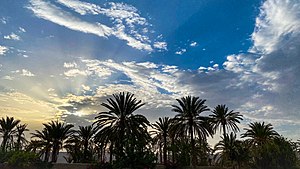 Evening view of date palm trees in Naal, Balochistan
