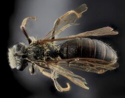 Andrena confederata, M, Back, Calvert Co 2013-08-01-14.50.50 ZS PMax.jpg