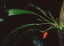 Anthurium bakeri 1.jpg