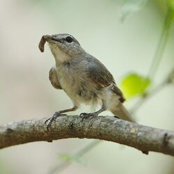 ashy flycatcher standing on a branch while holding a larva in its mouth