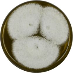 Aspergillus alliaceus meaox.png