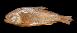 Astyanax brevimanus preserved 1.png