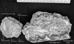 Attockicetus H-GSP 96232 skull.jpg