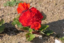 Begonia-tuberhybride Red.jpg