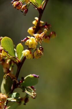 Berberis holstii mtkenya flowers.jpg