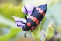 Blister beetle (26530387426).jpg