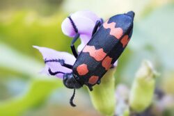 Blister beetle (26530387426).jpg