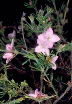 Boronia albiflora.jpg