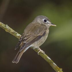 Brown-breasted flycatcher (Muscicapa muttui).jpg