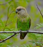 A green parrot with a light-brown head
