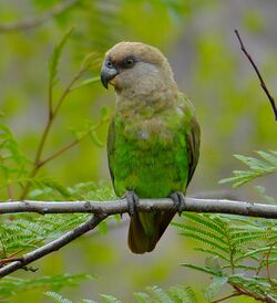 Brown-headed Parrot (Poicephalus cryptoxanthus) (11688869593).jpg