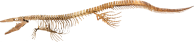 Skeleton of Tylosaurus proriger from the Academy of Natural Sciences in Philadelphia
