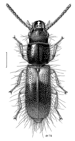 COLE Chaetosomatidae Chaetosoma scaratides.png