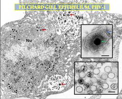 CSIRO ScienceImage 2039 Pilchard Herpesvirus.jpg