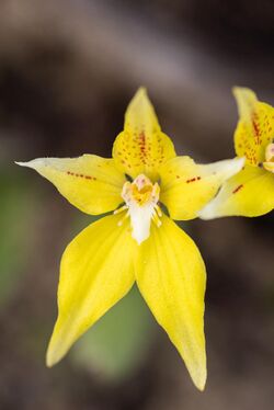 Caladenia flava Gnangarra 270821-2.jpg