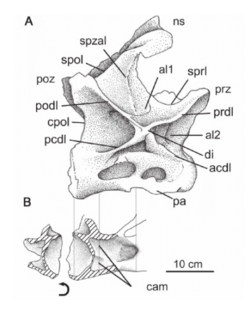Cathartesaura posterior cervical.png