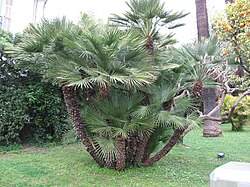 Chamaerops humilis (Orangeraie).jpg