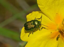 Chrysomelidae - Cryptocephalus samniticus-1.JPG