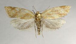 Clepsis pallidana.jpg