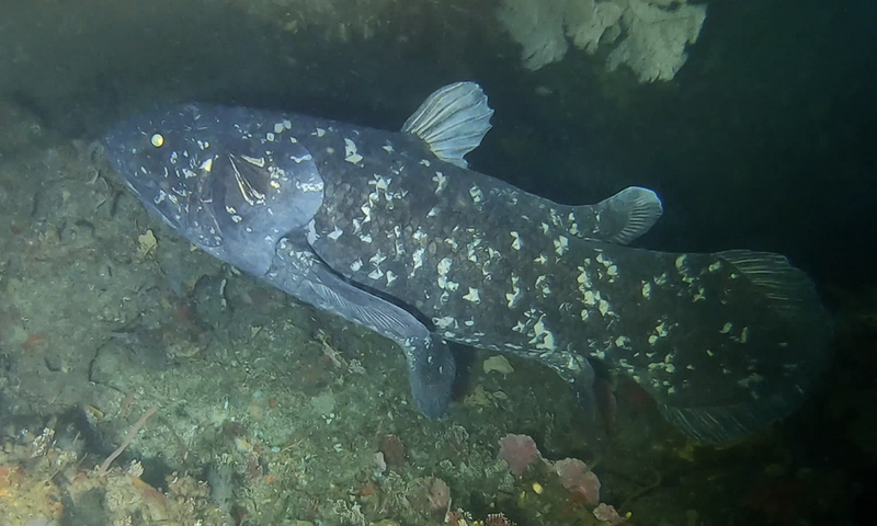 File:Coelacanth off Pumula on the KwaZulu-Natal South Coast, South Africa, on 22 November 2019.png