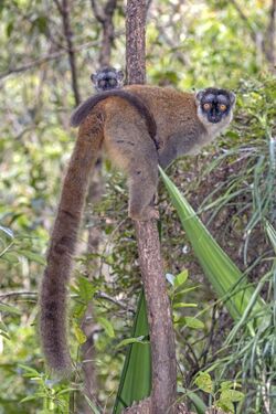 Common brown lemur (Eulemur fulvus) female with juvenile.jpg