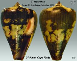 Conus maioensis 2.jpg