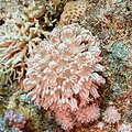 Coral pulsante (Xenia umbellata), Ras Katy, Sharm el-Sheij, Egipto, 2022-03-26, DD, DD 96.jpg