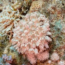 Coral pulsante (Xenia umbellata), Ras Katy, Sharm el-Sheij, Egipto, 2022-03-26, DD 96.jpg