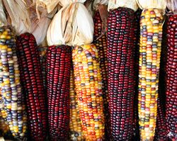Maize/corn cobs in colours from yellow to red.