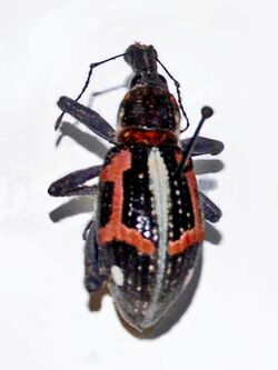 Curculionidae - Rhinoscapha macleayi.JPG