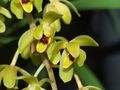 Cymbidium suave (6475018163).jpg