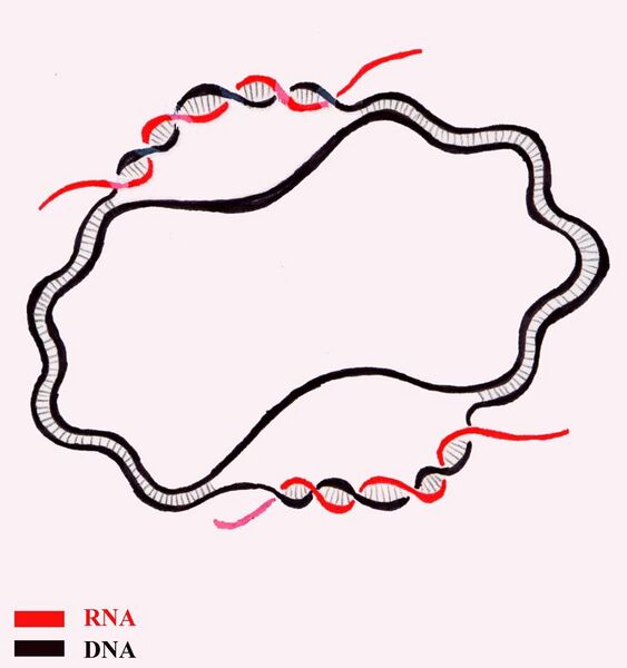 File:DNA-RNA D-loops, greatly exaggerated.jpg