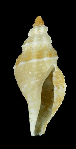 Daphnella dilecta 001.jpg