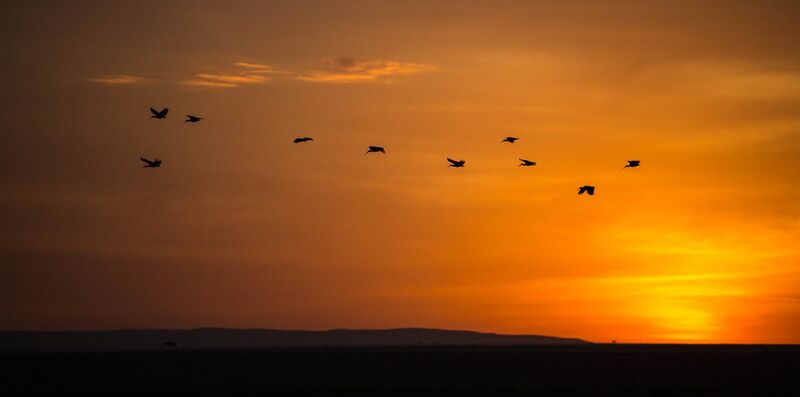 File:Dawn in the Masai Mara.jpg