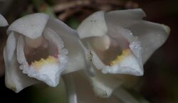 Dendrobium milaniae (Ronny Boos).jpg