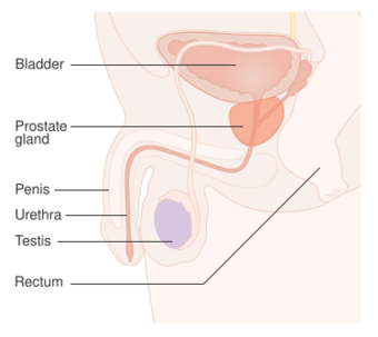 Diagram showing the position of the prostate and rectum CRUK 358.svg