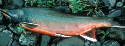 adult Dolly Varden trout in spawning colors