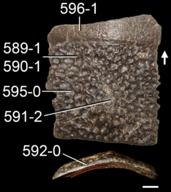 Doswellia osteoderm.png