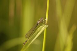 Dragonfly in Massaciuccoli Lake.jpg