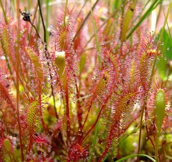 Drosera with sticky leaves