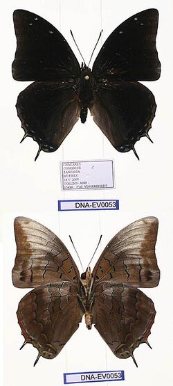 EV-0053 Charaxes congdoni (3666504422).jpg