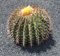Echinocactus platyacanthus. Jardín de Cactus - Lanzarote - J07.jpg