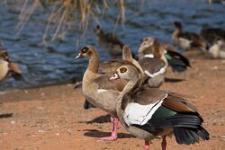 Egyptian Geese in Gauteng, South Africa.jpg