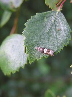 Epinotia demarniana.jpg