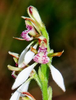 Eriochilus dilatatus - White bunny orchid (7144620861) - cropped.jpg