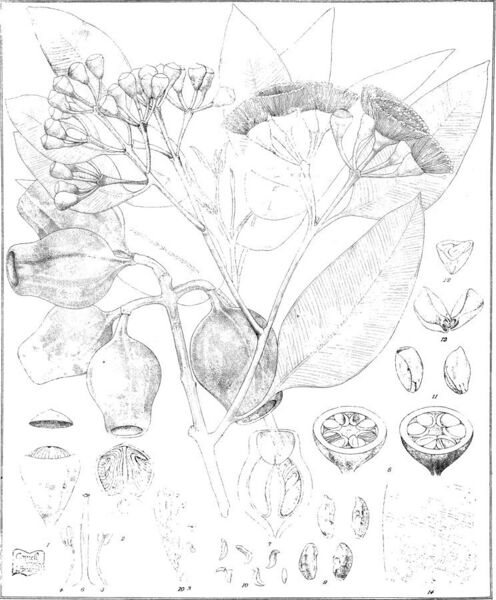 File:Eucalyptographia. A descriptive atlas of the eucalypts of Australia and the adjoining islands; (1879) (20166036484).jpg