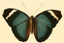 Euphaedra luperca1.JPG