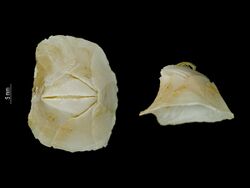 Eutomolasma orbiculatum (MNHN-IU-2013-16512) 002.jpeg