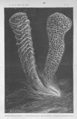 FMIB 47014 Eponges siliceuses (squelette)--1 Alcyoncellum speciosum (Quoy et Gaimard)--2 Euplectella aspergillum (Owen).jpeg